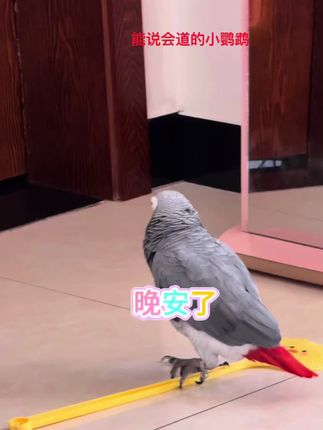 #神奇动物在抖音 #原创作品 #能说会道的小鹦鹉
