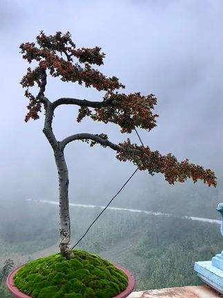 复合肥肥效温和持久适合所有的盆景花卉#盆景#复合肥#盆景养护
