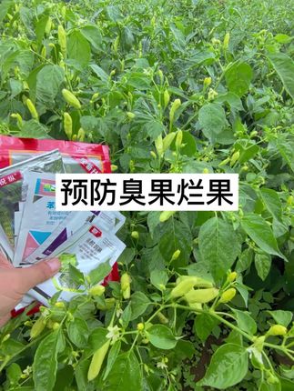 #辣椒病害防治 #辣椒死棵 #辣椒歪头 #辣椒臭果烂果 #辣椒黄叶掉叶