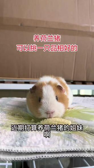 兄弟们,大家养荷兰猪,其实可以选一些品相好的#养宠知识 #宠物冷知识 #宠物知识 #荷兰猪 #豚鼠