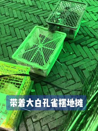 奉节尚言养殖#夜市里的烟火气 #孔雀养殖#全国各地可养殖#宠物孔雀