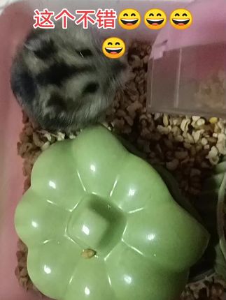 小可爱吃饭饭又来了#家有萌鼠 #仓鼠🐹 #家有宠物 #可爱萌宠 #宠物vlog @抖加🔥上热门🔥dou+🔥热点宝
