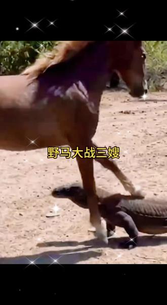 🔥野马超燃对峙画面!马蹄下的较量太震撼😱 这波操作谁能赢?🤔