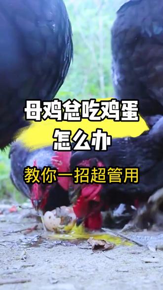 母鸡总是吃鸡蛋怎么办?教你一招超管用!#鸡吃鸡蛋#养鸡#三农#农村散养土鸡#养鸡人
