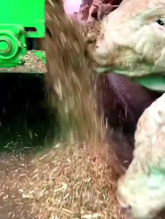 #牛羊猪养殖 #养殖添加剂 #猪用添加剂 #养牛技术 #养羊技术分享