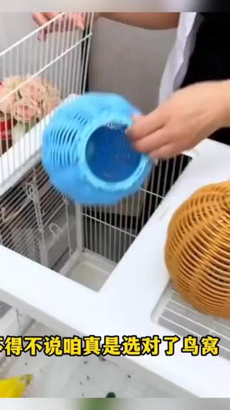 仿藤编鸟窝鹦鹉窝藤条耐咬夏季四季通用牡丹玄凤虎皮#鸟窝#夏季鸟窝#仿藤编鸟窝#四季鸟窝#好物推荐