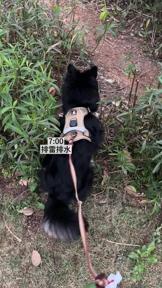 小孩说话没轻没重的 #vlog #日常 #vlog日常 #生活碎片 #人和狗