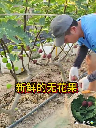 顺丰速运 红皮波姬红无花果新鲜当季甜糯鲜果#无花果#新鲜无花果 #新鲜采摘 #新鲜应季水果