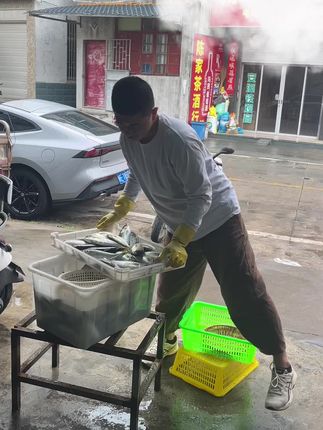 想吃鱼的一定不能错过#海鲜 #养殖巴浪鱼