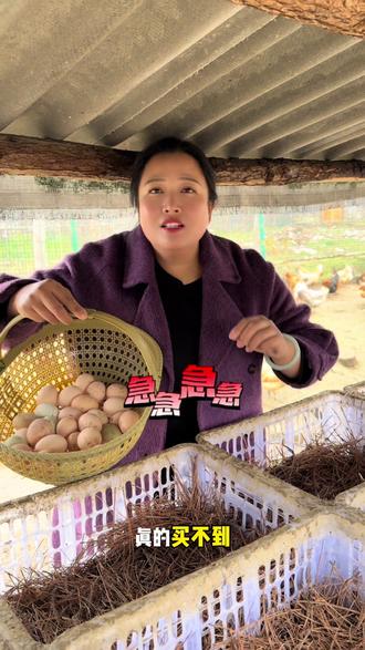 自由奔跑的鸡,溜达蛋,现捡现发#土鸡蛋 #农村创业养殖