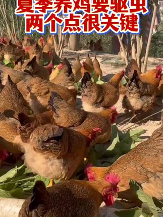 夏季养鸡要驱虫,两个点很关键!关注我带你养好鸡! #养鸡技术指导#抖音养鸡人#三农服务养鸡技术#养殖小妙招