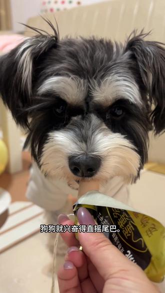 狗狗爱吃的火腿肠!鲜肉加蛋黄营养美味#狗狗火腿肠 #宠物零食 #狗狗零食 #萌宠好物 #手工宠物零食