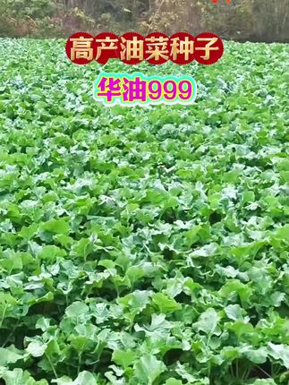 超级巨型油菜,矮杆杂交橄榄油菜品种,浓香型分枝多,荚角密。籽粒大颗粒饱满,抗性强,好管理.南方北方都能种#高产油菜种子 #优质油菜种子#华油999#油菜种植 #增产增收才是硬道理