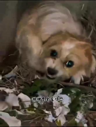 太不容易了!流浪狗妈妈历经生死,五只宝宝只剩一只能活。
装笼那一刻,它死死护着孩子,我们唯有成全它的心意,带它和宝宝回家。
吃饱后,听说有两只小狗没妈没奶,突然有了个大胆的想法——让它当“奶妈”!
我们怕它不接受,先让三只宝宝互相闻味认亲。
谁能料到?这个刚经历丧子之痛的狗妈妈,竟然接纳了这两个“外来户”,坦然地给它们喂奶!
万物皆有灵,它的凶猛是保护,温柔也是守护。
#流浪狗 #治愈瞬间 #狗狗 #母爱如山 #救助动物