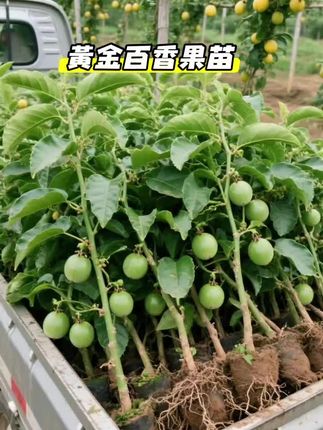精选百香果苗现挖发货,纯甜不酸,南方北方都可以种,产量高果实大个#百香果 #百香果苗出售 #钦密9号百香果 #钦密九号百香果苗