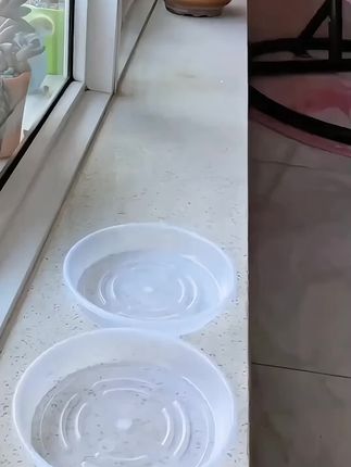 #超便宜超划算 #爱生活爱养花 #花卉绿植 #透明托盘 #托盘