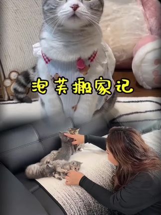 #猫粮#萌宠 #养猫人