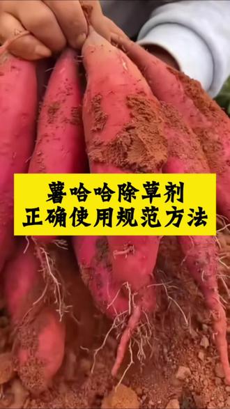 红薯专用除草剂使用规范方法 #红薯专用除草剂 #红薯除草剂使用方法