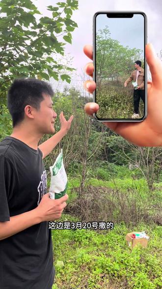 环嗪酮是假的?骗人的?#环嗪酮 #环嗪酮除草剂 #环嗪酮省心省力一次解决 #环嗪酮颗粒使用方法