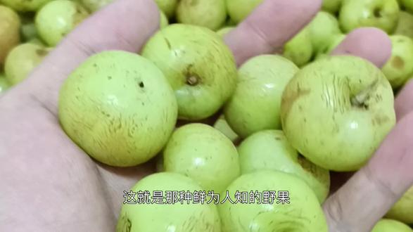 又到了吃油甘的季节了 #现采现发新鲜水果 #野果子有认识的吗 #油甘果 #喜茶 #油柑汁