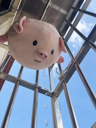 小猪猪~ #miniso #萌物 #玩偶