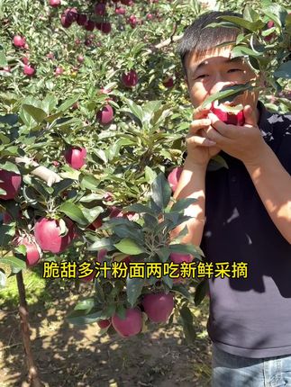 爷爷种的花牛苹果熟了 一果两吃 脆粉都好吃#花牛苹果 #农村生活 #农产品