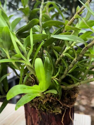#花卉绿植 #木桩石斛 #室内绿植 #花卉植物 #石斛