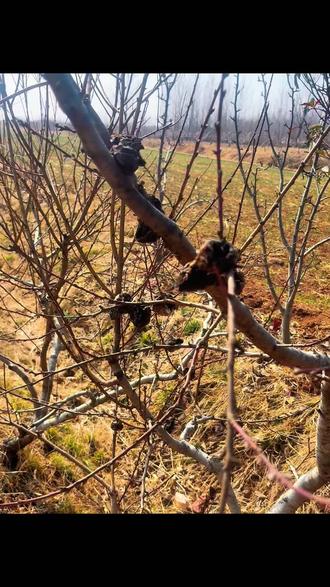 #桃枭 初三接着采摘野生毛桃桃枭