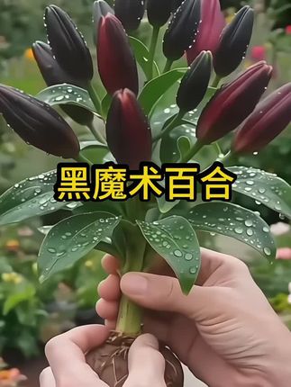 惊艳绽放!神秘「黑魔术」百合种球限量开抢! 近黑的深邃花瓣如暗夜丝绒,悄悄为你的花园织就秘境。新手也能轻松驾驭,复花力超强——今秋埋下期待,明夏便等来一场惊艳绽放!让它成为庭院里最吸睛的焦点,手慢无~#黑魔术百合花#好看的花一定要分享给你   #爱生活爱养花 #花卉绿植 #百合花