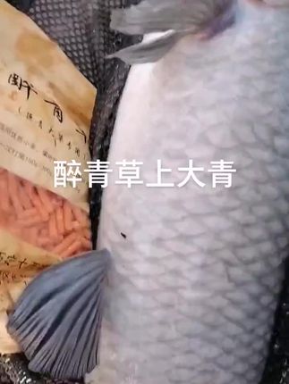 第5个#钓鱼 #钓鱼人 #钓大物 #饵料窝料 #鱼获满满