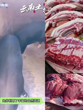 #上热门 #好物推荐🔥 #F正宗高山农家杂草粮食喂养土猪新鲜土猪肉1