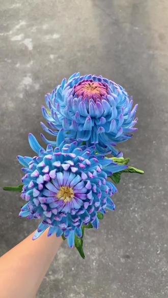 青瓷富贵牡丹菊组装详细教程 来啦#富贵牡丹菊