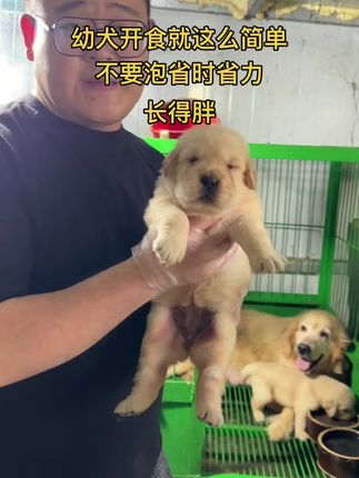 真实记录,幼犬干吃,旺财冷轧粮