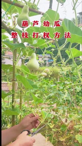 葫芦瓜幼瓜期整枝打杈方法。#葫芦瓜#蔬菜种植#葫芦瓜高产技巧