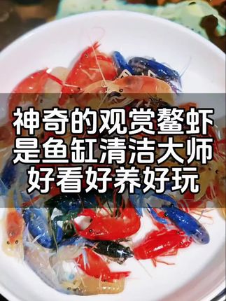 五彩鳌虾 怕养不好观赏虾?五彩鳌虾是“耐造王者”!不用复杂造景,常温水质就能活,平时喂点虾粮就行,连新手都能轻松养出满缸鲜活,再也不用为“养死虾”emo!#强烈推荐 #上热门 #养鱼日记 #观赏鱼 #dou上热门 @抖加🔥上热门🔥dou+🔥热点宝
