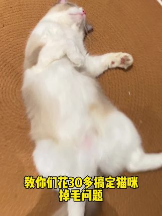 教你们花三十多搞定猫咪掉毛问题 #养猫好物#科学养猫#猫咪掉毛#萌宠好物 #萌宠好物