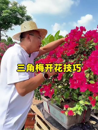 #分享家庭养花知识 #三角梅 #花卉绿植