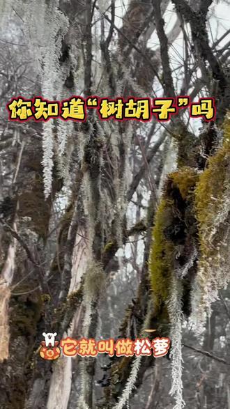 #科普冷知识 #户外自然探险发现
松树长“树胡子”(松萝,地衣),核心是空气极净+高湿多雾+凉爽+散射光+老树+高海拔,缺一难成。
🌿 一、松萝是什么
•不是植物,是真菌+藻类共生体,靠体表吸空气水分与养分,不吸树汁。
•对污染极敏感,是天然空气监测器。
🌫️ 二、核心生长条件(缺一不可)
1. 空气:绝对洁净(最关键)
•无工业污染、无汽车尾气、无二氧化硫/重金属。
•城市/近郊基本长不了,只在原始森林、高海拔无人区。
2. 湿度:高湿+多雾
•空气湿度70%–90%,常年多雾、云雾缭绕。
•年降水≥800mm,湿润但不积水。
•潮湿时更绿更密,干燥时易干枯。
3. 温度:凉爽、不酷热
•适温10–25℃,耐寒、怕高温闷热。
•常见于中高海拔(2000–3500m) 山地森林。
4. 光照:散射光、忌暴晒
•郁闭度适中的针叶林/混交林,半阴、通风好。
•全遮阴或暴晒都长不好。
5. 宿主:松树(老树最佳)
•偏好松树、云杉、冷杉等针叶树。
•树皮粗糙、有裂隙,易附着;老树、健康树更易长。
•不挑土壤,只靠空气活。
6. 海拔与地形
•多在2000–3500m中高海拔、山地、沟谷、迎风坡。
•远离人类活动,人迹罕至。
✅ 三、四川甘孜(如康定、雅家埂)为何常见
•高海拔、空气极净、常年多雾、湿度高、温度凉爽。
•原始松林多、树皮粗糙、通风好,完美匹配松萝需求。
四、小知识
•松萝生长极慢,年生长**<1cm**,长胡须要几十年。
•看到松萝=这里空气一级棒。
松萝能止血,是民间靠谱的小伤草药,但只适合小伤口应急,大出血、深伤口一定要正规处理。