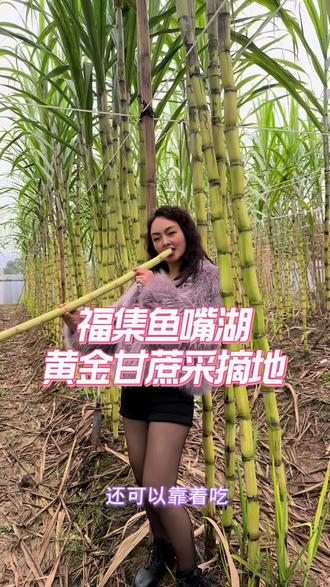 #我的乡村生活 #砍甘蔗 转发我的视频打八折