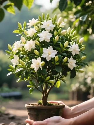#绿植盆栽 #花卉绿植 #爱生活爱养花 #家庭养花 #绿植