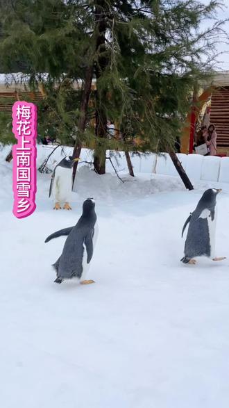 这么近距离接触小企鹅真的让人太激动了#企鹅#梅花山 #寒假 #亲子互动