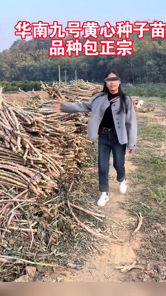 正宗广西华南九号9号黄心黄肉木薯种子苗可做糖水面包食用木薯 #黄心木薯苗 #优质种苗 #好物推荐🔥