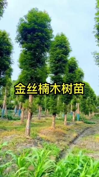 四川正宗金丝楠木名贵树苗小叶桢楠大型庭院常金丝楠木树苗盆栽苗#金丝楠木树苗