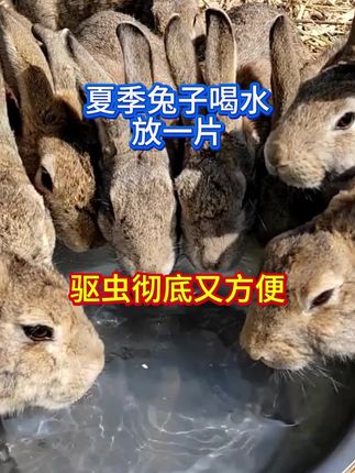 夏季兔子喝水放一片,驱虫彻底又方便#养兔#养兔人#养兔知识
