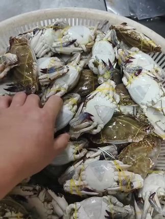 小母梭子蟹,小娘蟹虽然小但是肥#梭子蟹 #母梭子蟹 #小娘蟹 #二母蟹 #舟山梭子蟹