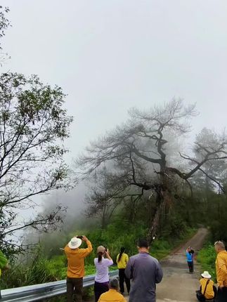 一群人就为了这棵树而来,它就像一只展翅欲飞的凤凰,你们说说哪点最像#南川美好推荐达人#美丽乡村#凤凰树