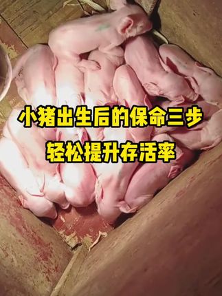 小猪出生后的保命三步轻松提升存活率 小猪出生后的保命三步 轻松提升存活率#养猪#农村养猪人#新生小猪#仔猪#小猪拉稀