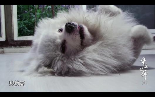 最近刷抖音老是刷到格林,然后就去看了纪录片,刚看没多久发现狐狸和格林都好好玩啊哈哈哈#格林 #重返狼群十周年特别纪念版 #格林和狐狸