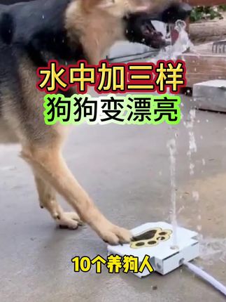 水中加三样,狗狗变漂亮#狗狗 #萌宠 #新手养狗 #科学养狗 #养宠经验分享