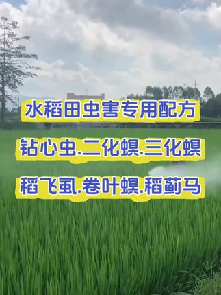 水稻钻心虫怎么打,水稻卷叶螟怎么解决,水稻稻飞虱又该如何防治,#水稻钻心虫防治 #水稻卷叶螟防治时间 #水稻稻飞虱防治 #水稻虫害防治